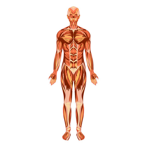 2ed42771cb75bb544a24633f91e33e16-sistema-muscular-anatomia-do-corpo-humano-by-vexels